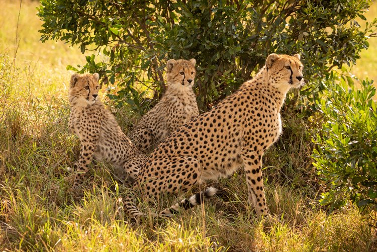 1920's Cottar's Safari Camp en Masai Mara
