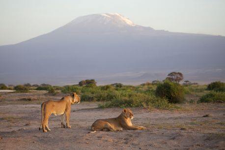 Elewana Tortilis Camp en Amboseli