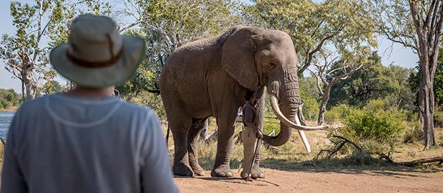 Taita Falcon Lodge en Livingstone