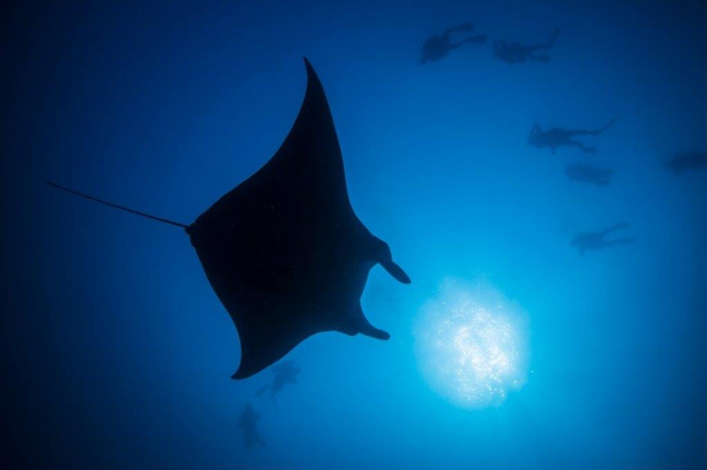 Cocoon Maldives en Lhaviyani Atoll