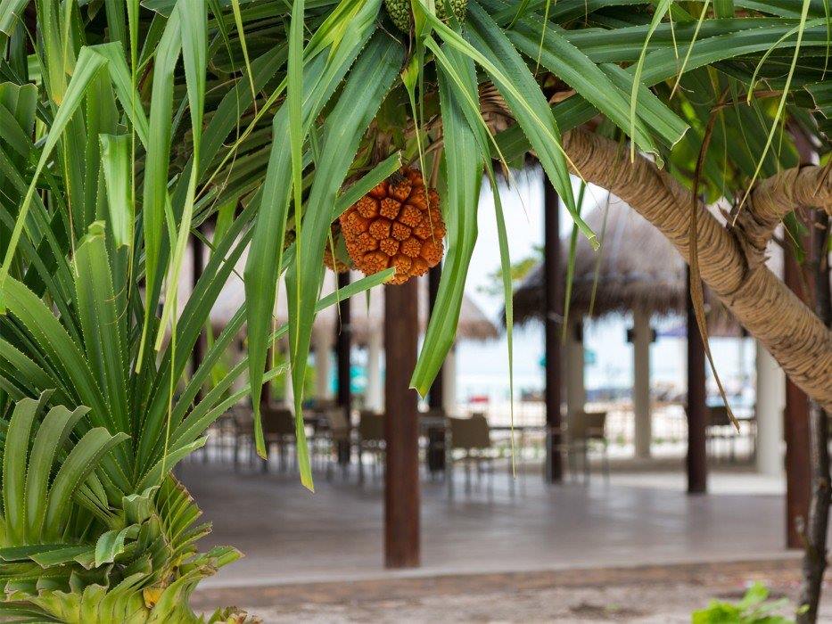 Cocoon Maldives en Lhaviyani Atoll