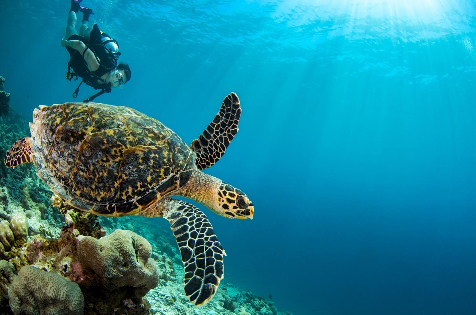 Dusit Thani Maldives en Baa Atoll