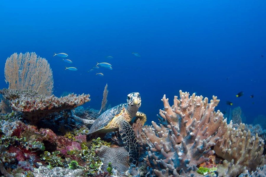 Six Senses Laamu en Laamu Atoll