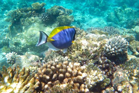Gili Lankanfushi Maldives en North Male Atoll