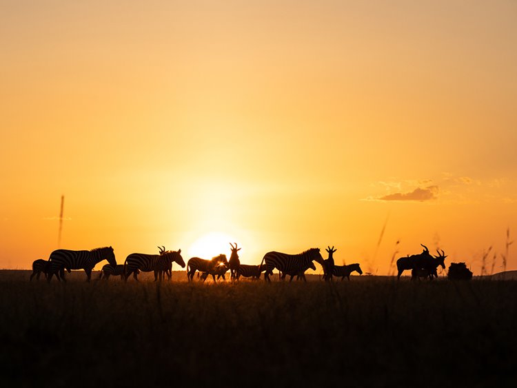 Mara Expedition Camp Great Plains en Masai Mara
