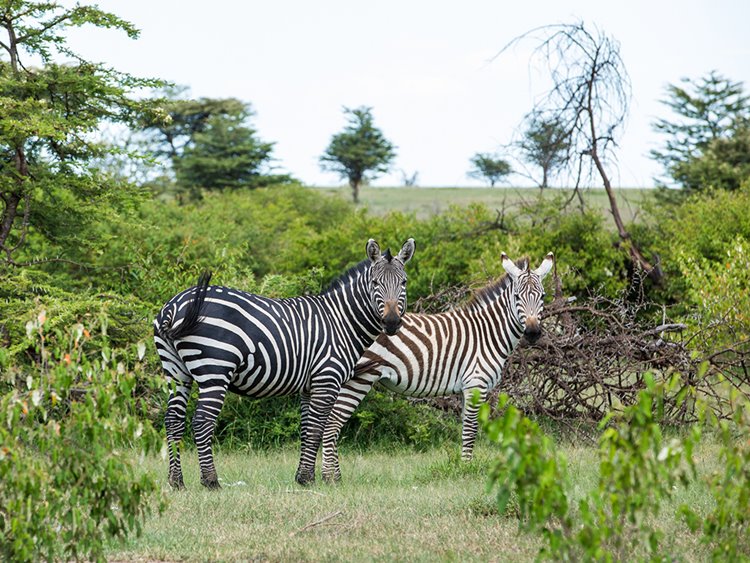 Mara Expedition Camp Great Plains en Masai Mara