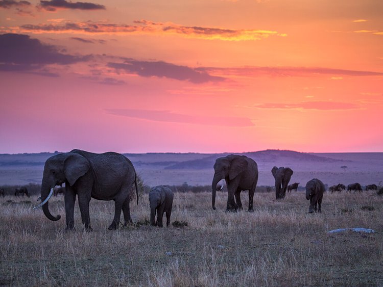Mara Expedition Camp Great Plains en Masai Mara