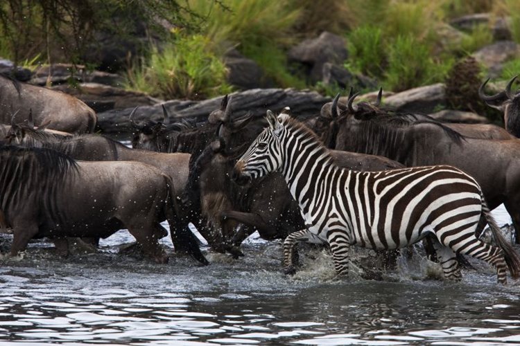 Mara Expedition Camp Great Plains en Masai Mara