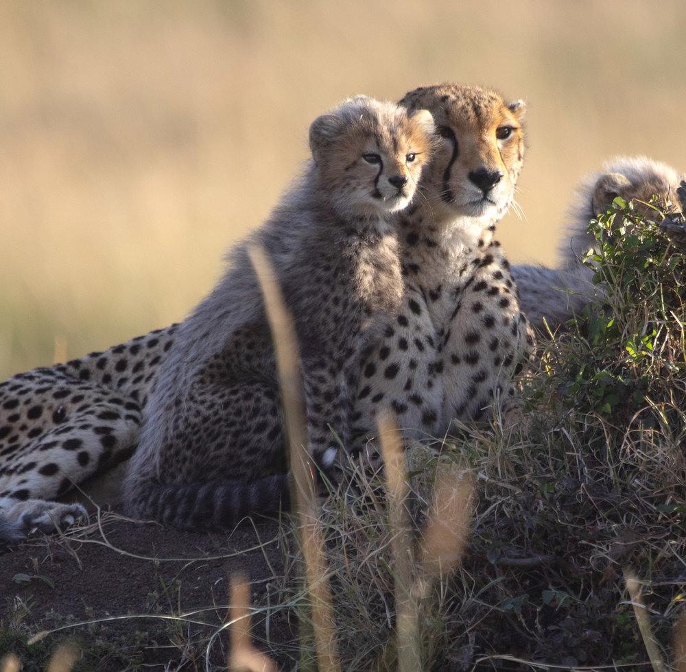 Offbeat Mara Camp en Masai Mara