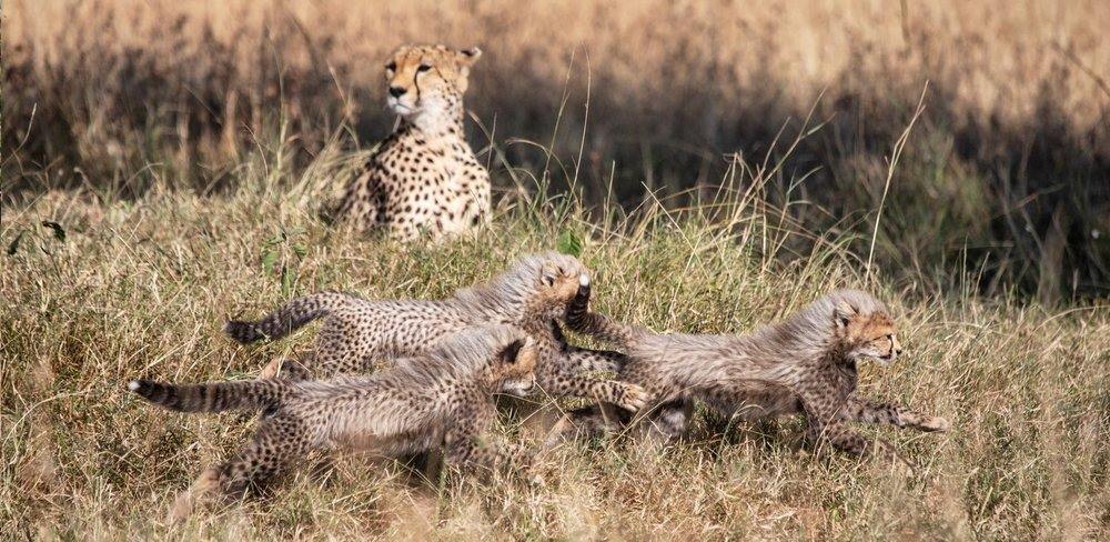 Offbeat Mara Camp en Masai Mara