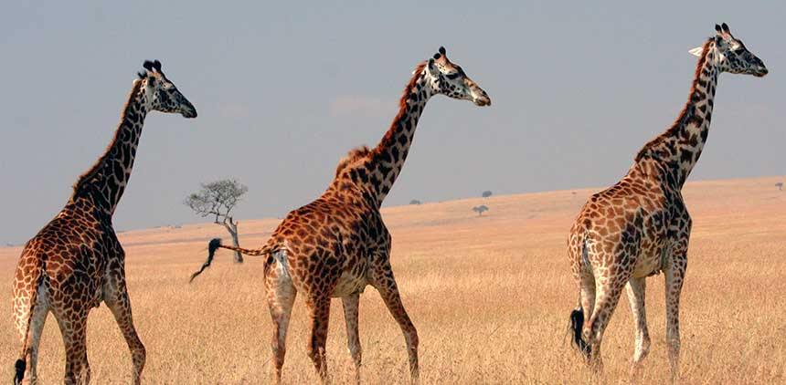 Offbeat Mara Camp en Masai Mara