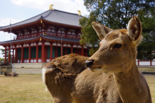 Kyoto