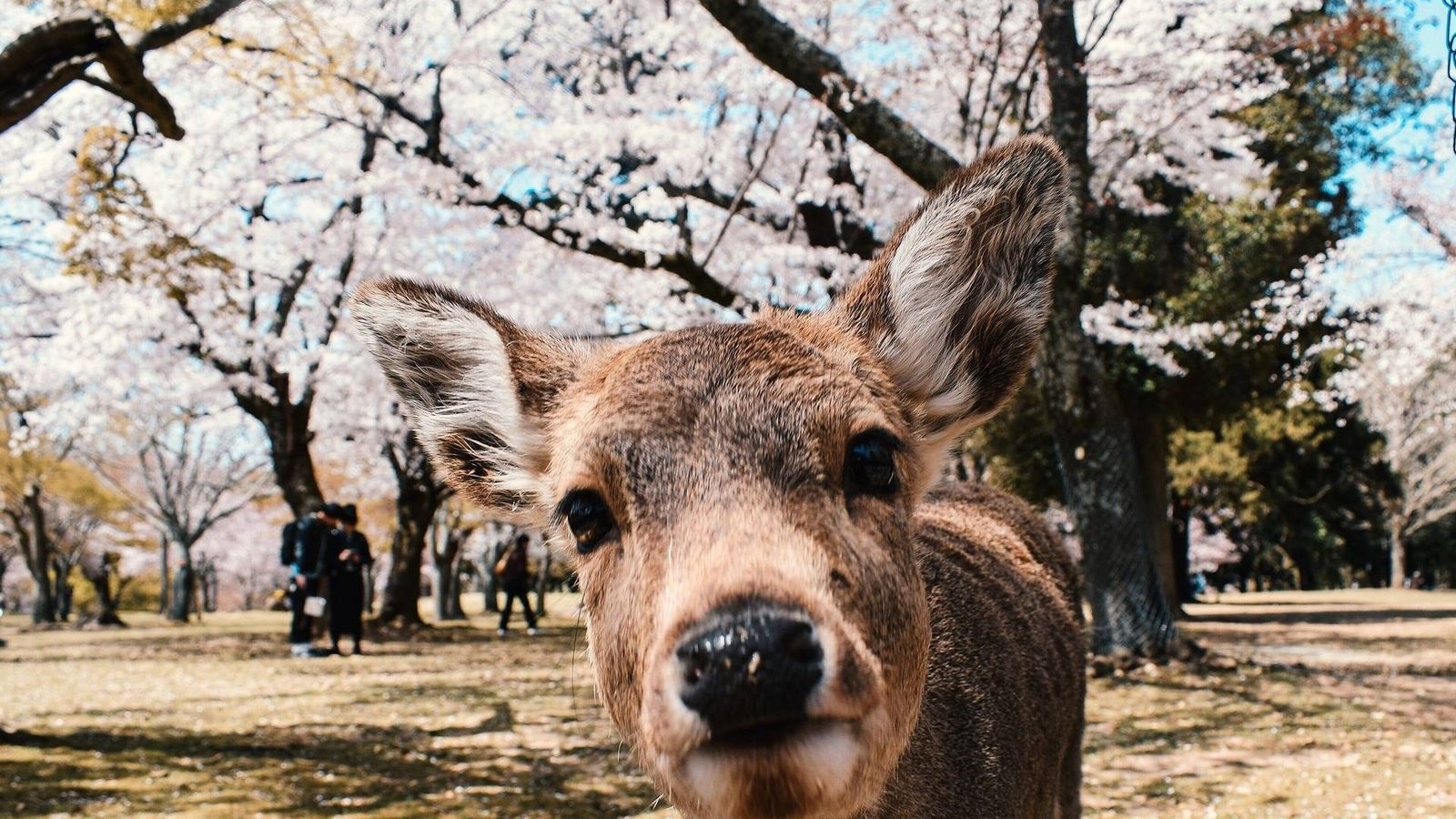 Nara | LAT.40