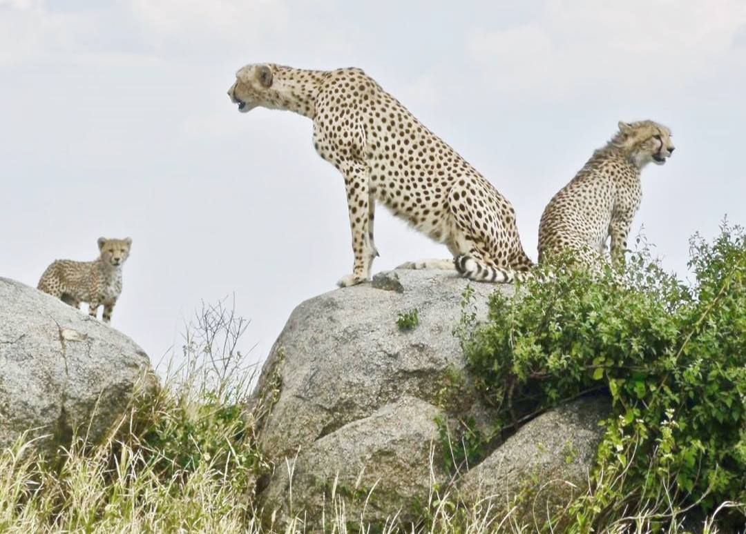 Serengeti