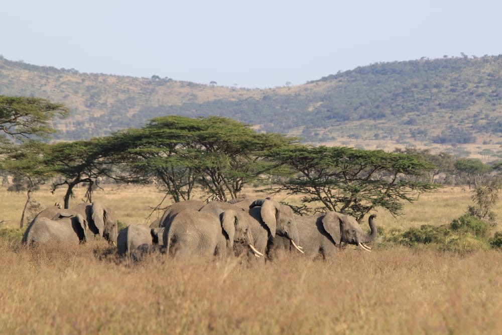 Asanja Moru en Serengeti