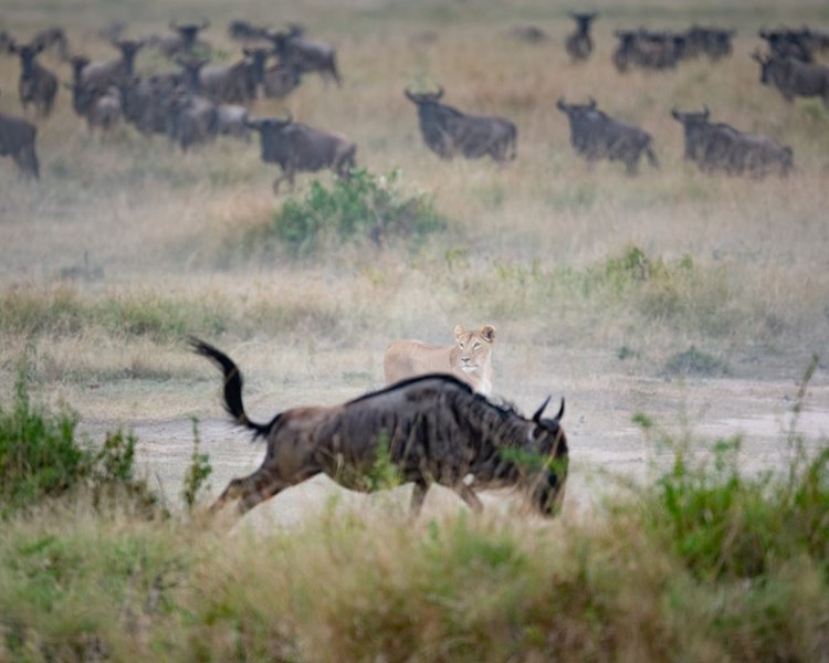 Sayari Camp en Serengeti