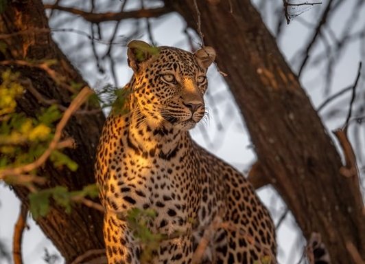 Sayari Camp en Serengeti