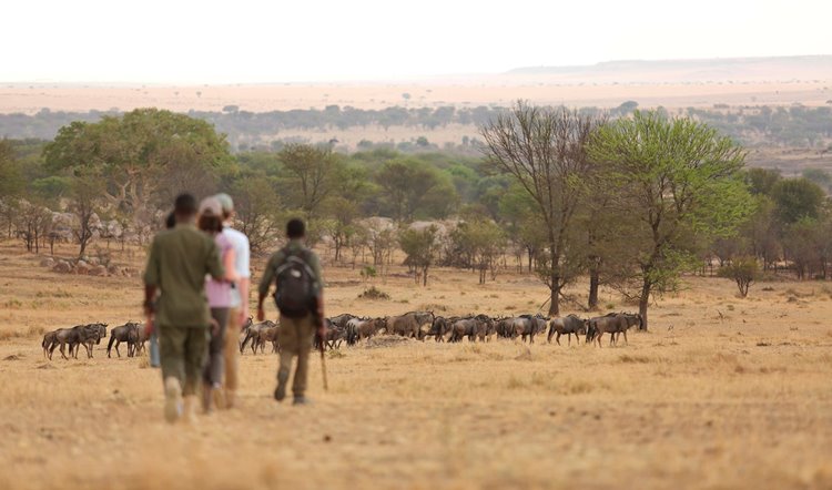 Sayari Camp en Serengeti