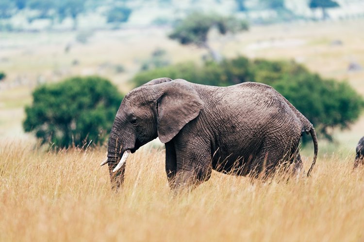 Sayari Camp en Serengeti
