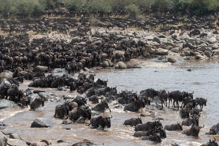 Sayari Camp en Serengeti