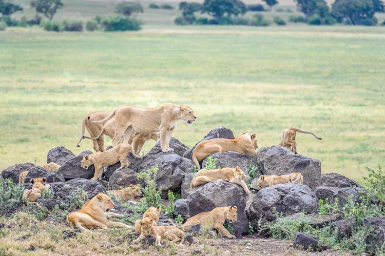 Siringit Serengeti Camp en Serengeti