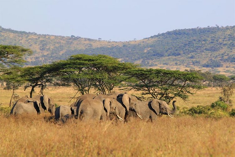 Siringit Serengeti Camp en Serengeti