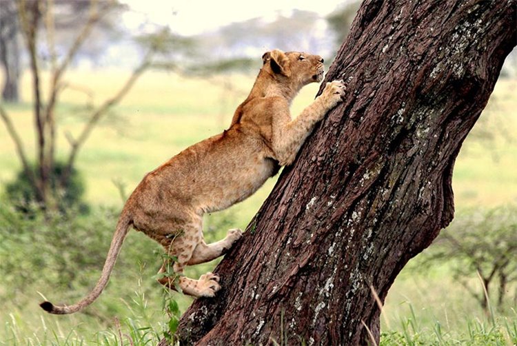 Siringit Serengeti Camp en Serengeti