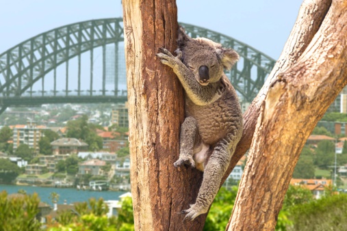 Sidney