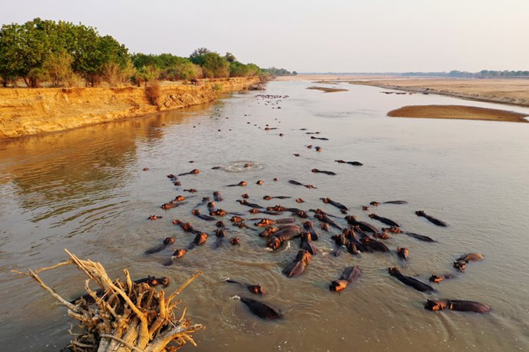 Puku Ridge en Luangwa Valley
