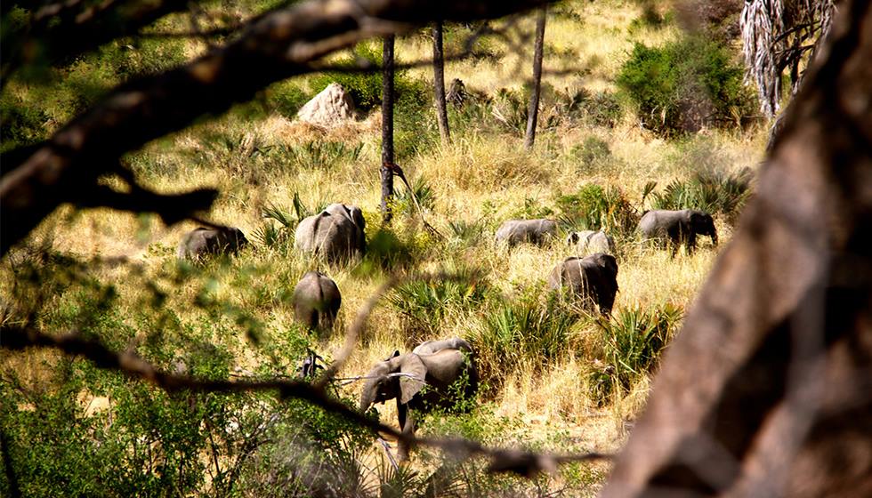 Asanja Ruaha Ndembo Camp en Ruaha