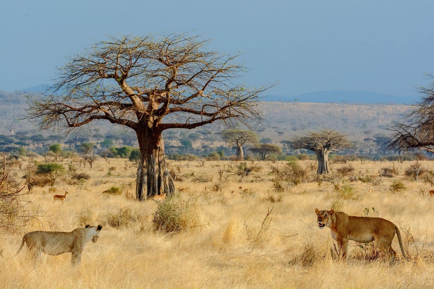 Asanja Ruaha Ndembo Camp en Ruaha
