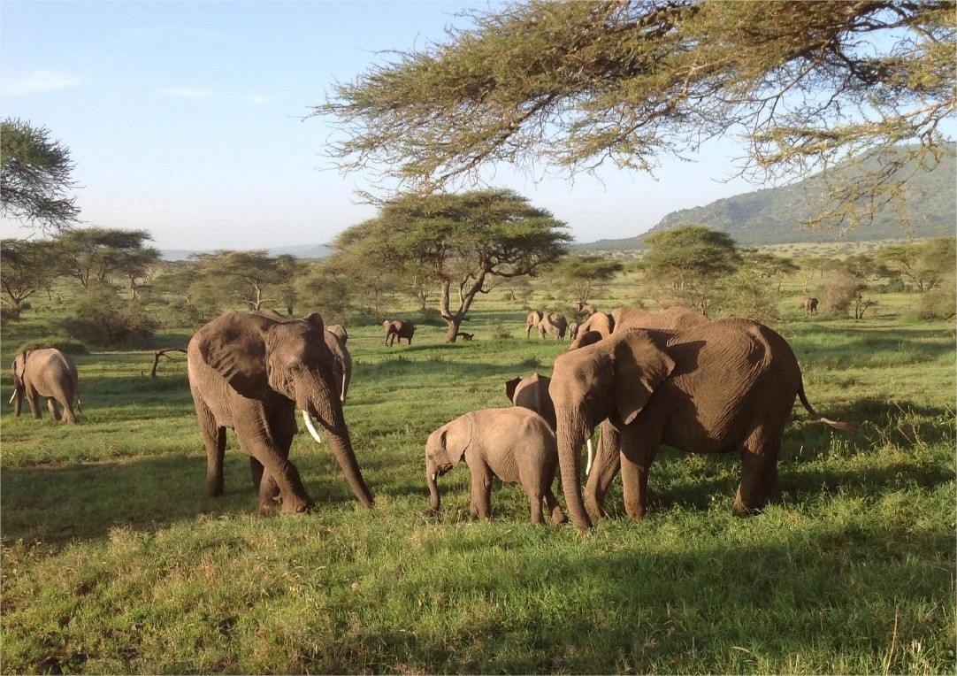 Asanja Ruaha Ndembo Camp en Ruaha