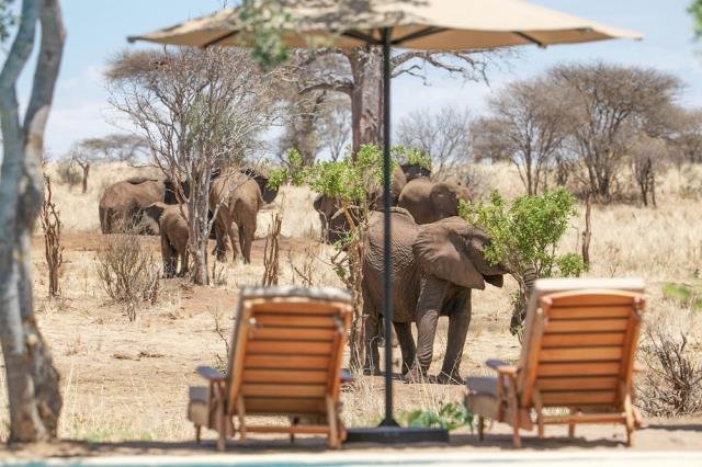 Nimali Camp Tarangire en Tarangire