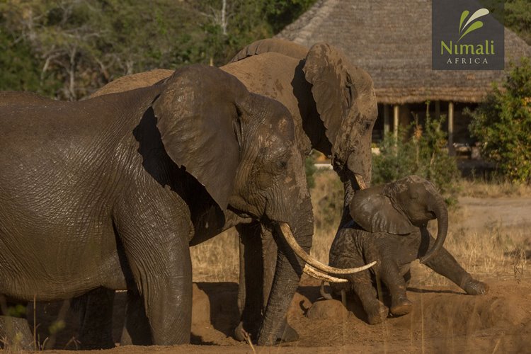 Nimali Camp Tarangire en Tarangire