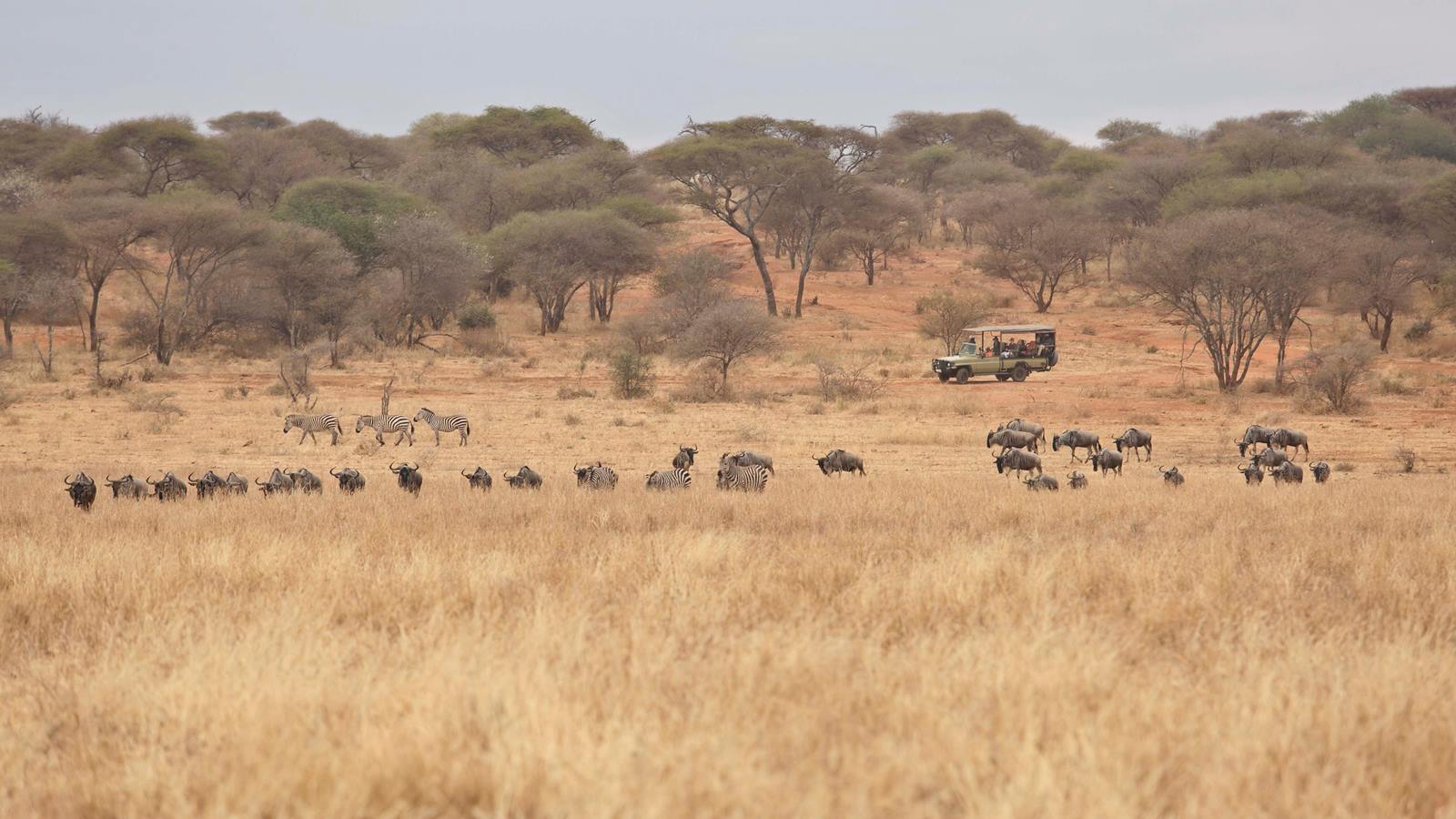 Olivers Camp en Tarangire