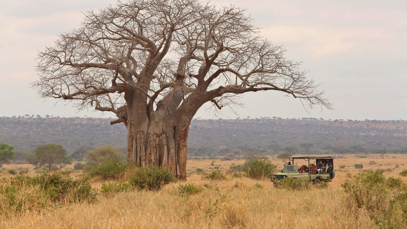 Olivers Camp en Tarangire