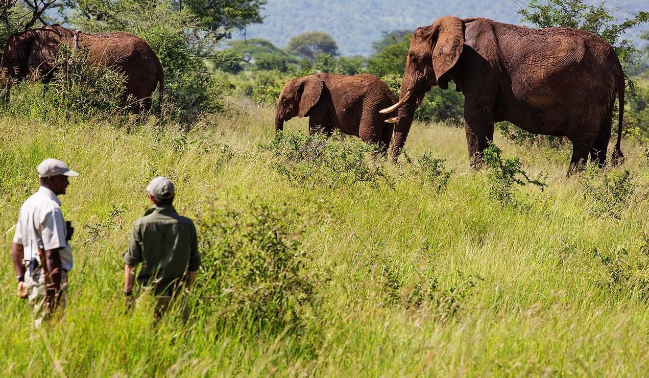 Tarangire Treetops en Tarangire