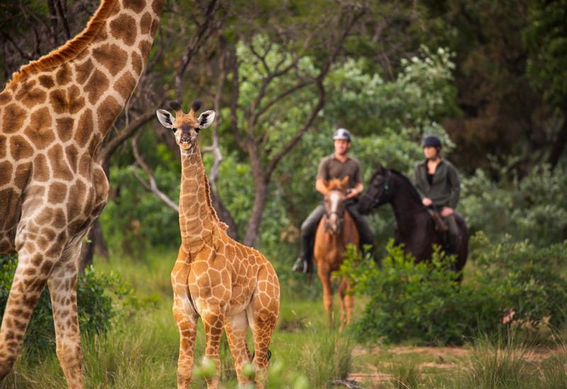 Ant Hill en The Waterberg