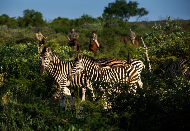 Ant Hill en The Waterberg