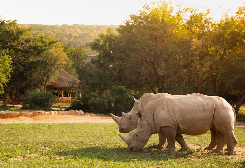 Ant Hill en The Waterberg