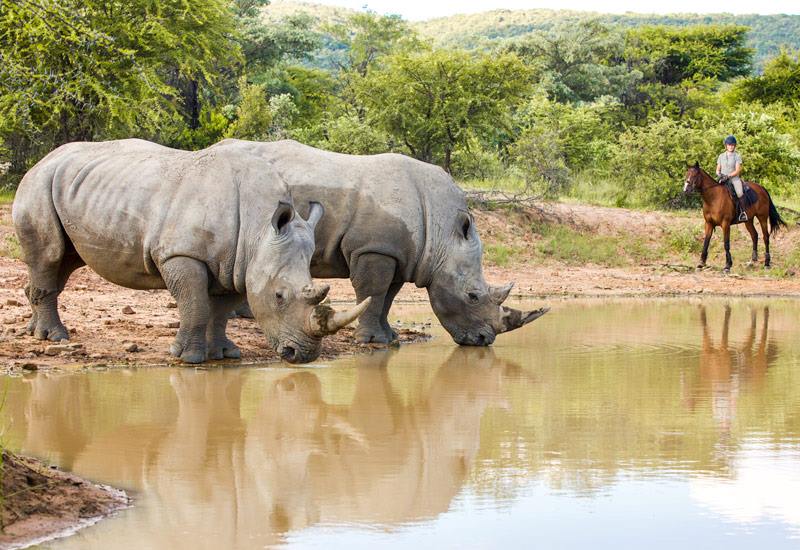 Ant Hill en The Waterberg