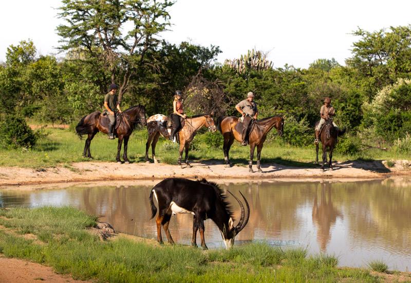 Ant Hill en The Waterberg