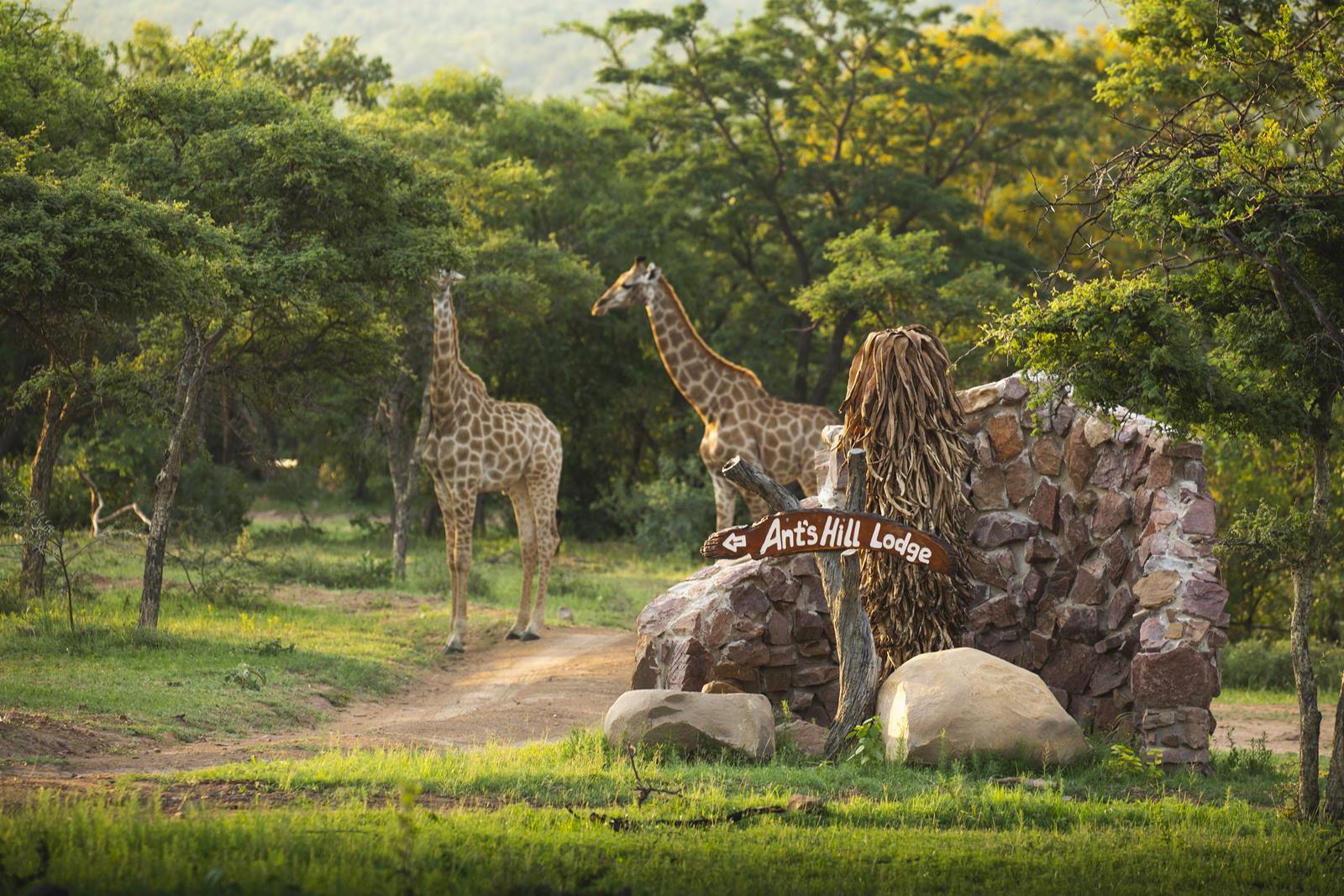 Ant Hill en The Waterberg