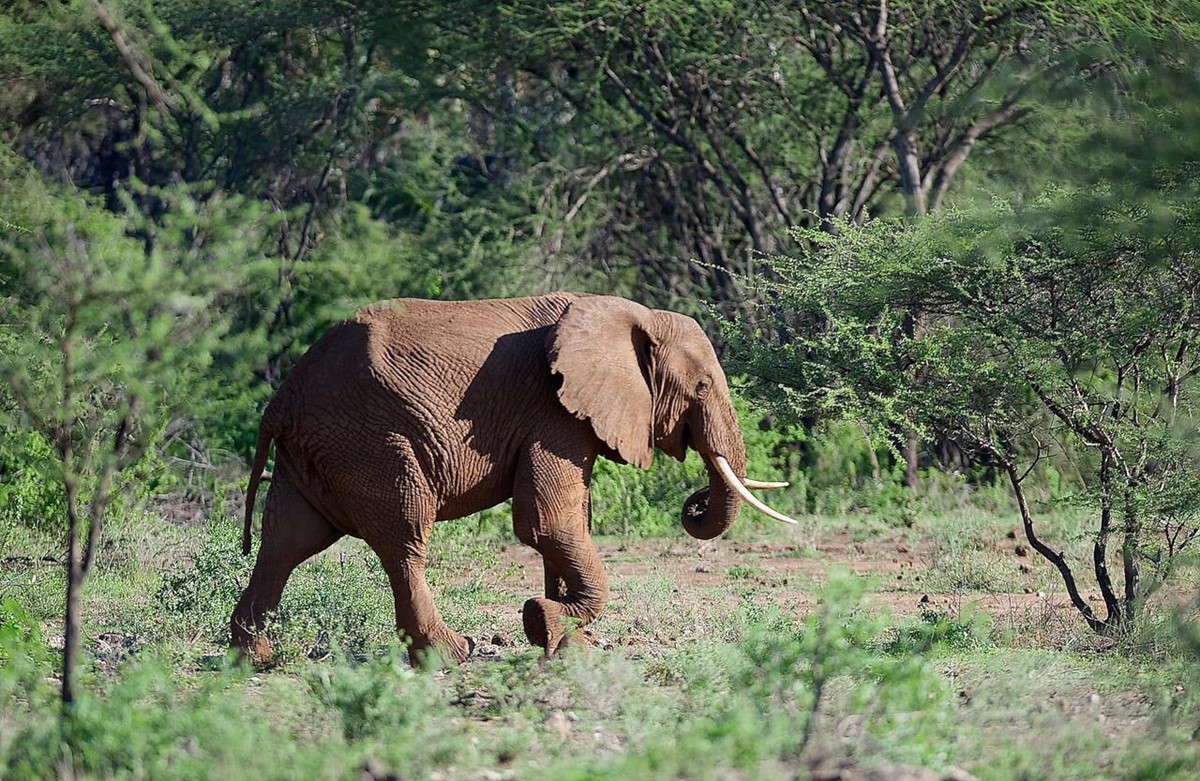 Tsavo West