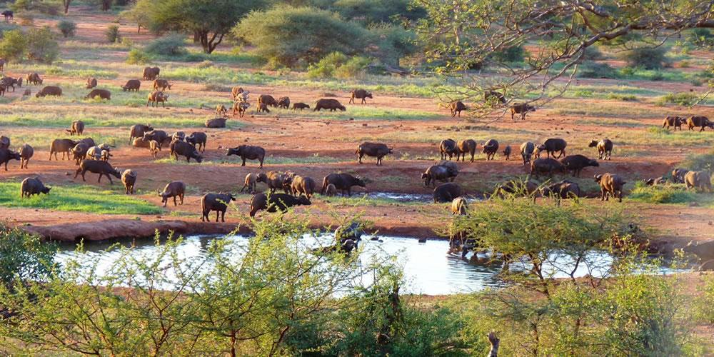 Tsavo West | LAT.40