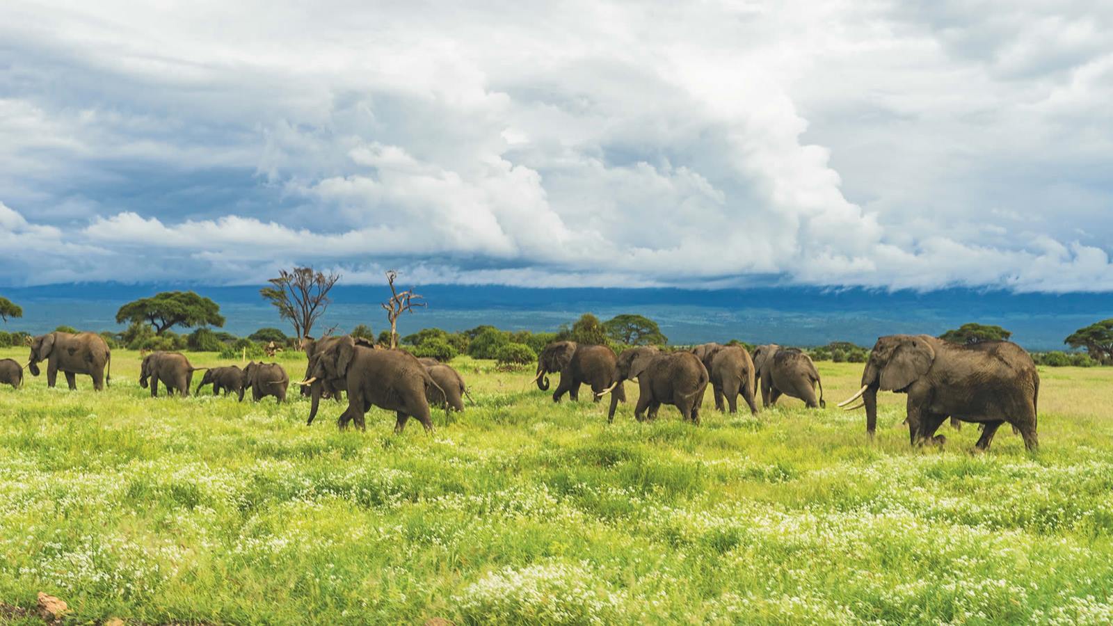 Tsavo West | LAT.40