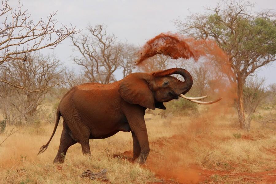 Tsavo West | LAT.40