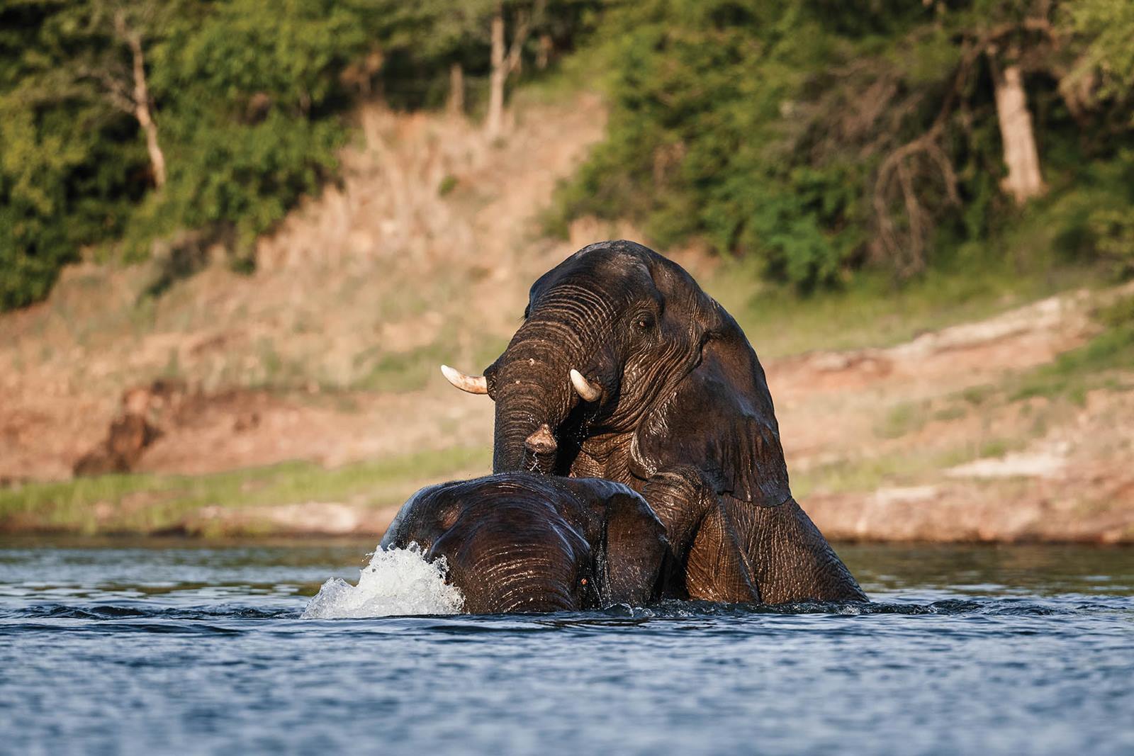 Zambezi National Park | LAT.40