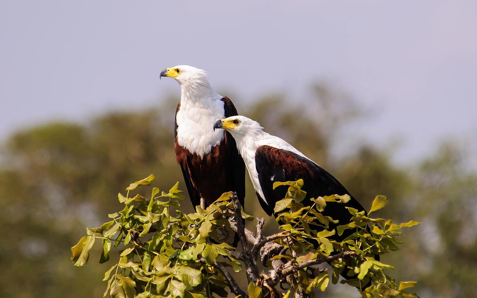 Tsowa Safari Island en Zambezi National Park