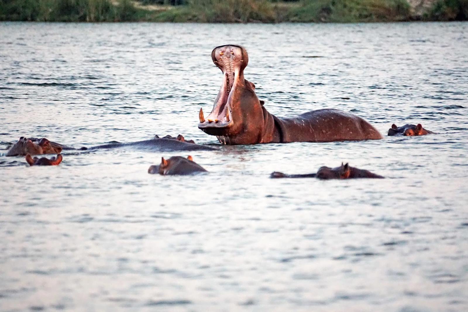 Tsowa Safari Island en Zambezi National Park
